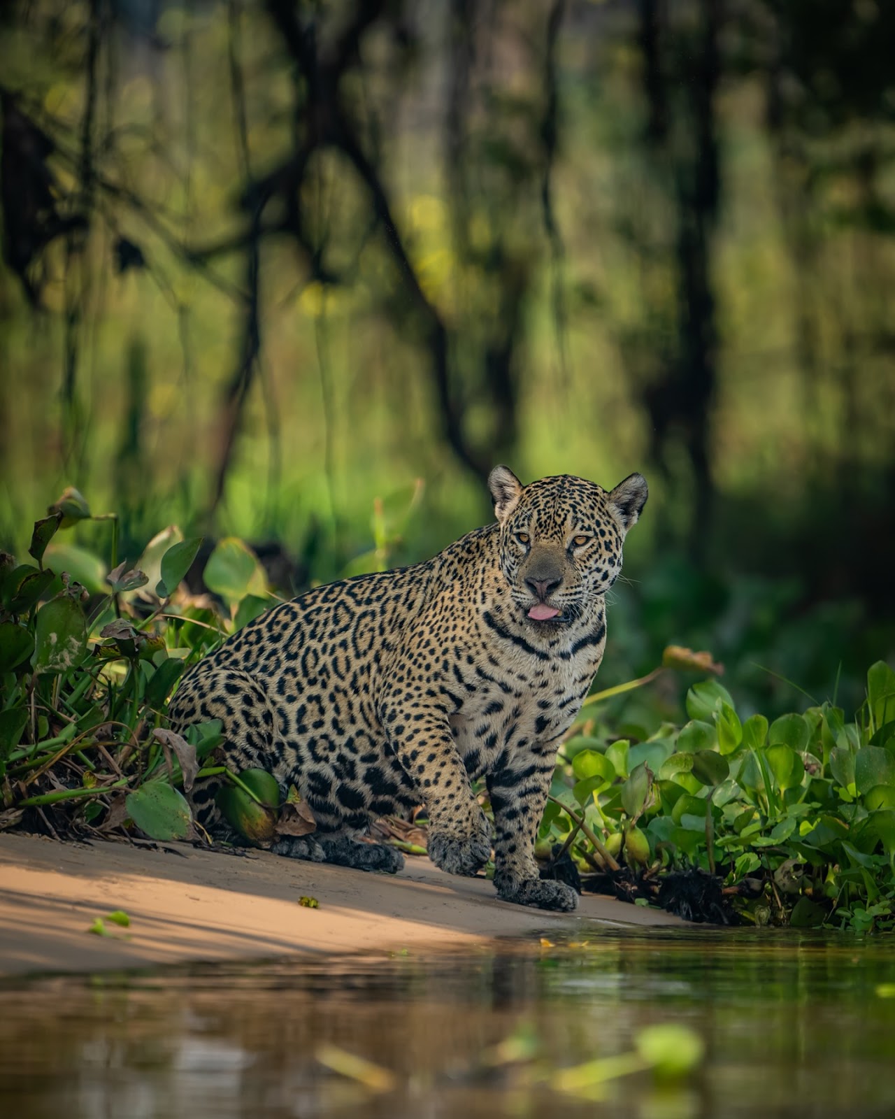 The Pantanal