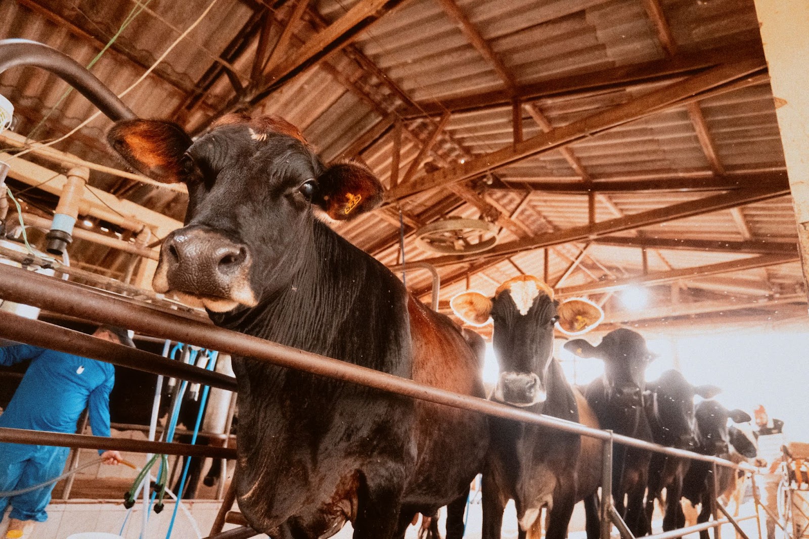 Vacas aguardam em fila para serem ordenhadas. Uma delas aparece em primeiro plano e olha para a câmera. 