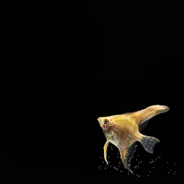 Exploring the Depths of Existence