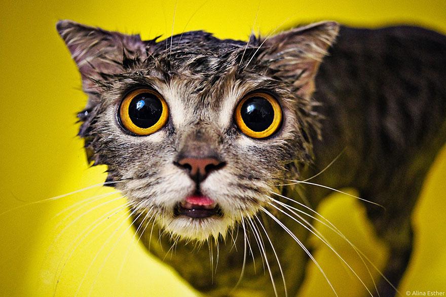 A wet cat with big eyes

Description automatically generated