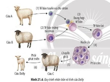 BÀI 21 - CÔNG NGHỆ TẾ BÀOMỞ ĐẦUCâu 1: Các phương pháp lai tạo giống vật nuôi và cây trắng truyền thông tạo ra các cá thể con mang những đặc tính di truyền giống bố mẹ và những đặc điểm sai khác so với bố mẹ. Vậy, để tạo ra hàng loạt cây trắng từ một phân cơ thể (mô hoặc tế bào) và mang đặc điểm giống hệt cơ thể bố. mẹ thì người ta thường đùng phương pháp nào? Tại sao?Đáp án chuẩn:Người ta sử dụng công nghệ tế bào để nhân bản vô tính vật nuôi, cây trồng. Tại vì phương pháp này dựa trên tính toàn năng của tế bào, nguyên lý phân chia và biệt hóa của tế bào để tạo ra sản phẩm là các dòng tế bào, cơ quan, cơ thể với số lượng lớn.I. CÔNG NGHỆ TẾ BÀO LÀ GÌ?Câu 1: Quan sát Hình 21.1 và 21.2 hãy cho biết thế nào là công nghệ tế bào.Đáp án chuẩn:Công nghệ tế bào là quy trình kỹ thuật nuôi cấy tế bào hoặc mô trên môi trường dinh dưỡng nhân tạo để tạo thành cơ quan hoặc cơ thể hoàn chỉnh.Luyện tập: Nêu những thành tựu của công nghệ tế bào mà em biết.Đáp án chuẩn:Nhân bản vô tính cừu Dolly, nhân giống các loại cây dược liệu quý, các giống cây ăn quả tốt và các loại cây cảnh có giá trị cao.Câu 2: Cơ sở khoa học của công nghệ tế bào là gì?Đáp án chuẩn:Cơ sở khoa học của công nghệ tế bào là dựa trên tính toàn năng, khả năng biệt hóa và phân biệt của tế bào, cùng khả năng phân chia và điều khiển sự biệt hóa bằng các thành phần môi trường, đặc biệt là hormone sinh trưởng.Câu 3: Quan sát Hình 21.2 và 21.3, cho biết nguyên lí để thực hiện công nghệ tế bào là gì?Đáp án chuẩn:Công nghệ tế bào là quá trình nuôi cấy tế bào hoặc mô trên môi trường dinh dưỡng nhân tạo để tạo thành cơ quan hoặc mô cơ thể.Câu 4: Quan sát hình 21.3 và 21.4 cho biết tính toàn năng của tế bào là gì. Tính toàn năng của tế bào thực vật và tế bào động vật giống hay khác nhau?Đáp án chuẩn:Tế bào quy định tất cả các đặc tính của sinh vật. Tế bào thực vật có khả năng tái tạo một cá thể từ một mô hoặc tế bào ban đầu. Động vật có khả năng tái tạo tế bào giống nhau và biệt hóa thành các tế bào trưởng thành.II. CÔNG NGHỆ TẾ BÀO THỰC VẬTCâu 5: Hãy cho biết mô sẹo có thể phát triển thành bộ phận nào của cây con?Đáp án chuẩn:- Phát triển thành tất cả các bộ phận của cây con để tạo thành cây con hoàn chỉnh.Câu 6: Trình bày tóm tắt quy trình thực hiện nhân giống vây trồng bằng công nghệ tế bào thực vật.Đáp án chuẩn:-  Tách và nuôi cấy mô phân sinh.-  Nuôi cấy mô sẹo thành cơ thể mới.-  Nuôi trồng các cây con ở môi trường thực địa.III. CÔNG NGHỆ TẾ BÀO ĐỘNG VẬTCâu 7: Quan sát hình 21.6 và trình vày quy trình nhân bản vô tính vật nuôi.Đáp án chuẩn:- Xử lý các tế bào thực hiện nhân bản vô tính.- Dung hợp tế bào.- Nuôi cấy tế bào lai.- Tạo cơ thể mới.Câu 8: Quan sát Hình 21.7 và cho biết thế nào là cấy truyền phôi động vật.Đáp án chuẩn:Công nghệ cấy truyền phôi bò là quá trình nuôi cấy và chuyển phôi từ bò cho phôi sang bò nhận phôi để tạo thành cá thể bò mới.Câu 9: Trình bày sơ đồ quy trình cấy truyền phôi động vật.Đáp án chuẩn:1. Tách lấy phôi từ động vật cho phôi.2. Tác động vào phôi trước khi cấy vào tử cung của động vật nhận phôi.3. Cấy phôi đã được tác động vào tử cung của động vật nhận phôi để thực hiện việc mang thai và sinh con.Luyện tập: Trong thực tế , đã có những thành tựu công nghệ tế bào động vật nào được đưa vào ứng dụng và sản xuất?Đáp án chuẩn:- Ghép da từ một phần da khỏe của bệnh nhân để chữa lành các vết bỏng.- Ghép nội tạng từ mô nội tạng của lợn.- Sản xuất trứng có khả năng chữa bệnh Wolman từ gà có chuyển gen.- Sản xuất sữa có chứa antithrombin alfa từ dê có chuyển gen, được sử dụng để điều trị suy giảm antithrombin alfa.Vận dụng: Hãy tìm hiểu về một thành tựu của công nghệ tế bào thực vật hoặc động vật. Đánh giá tính hiệu quả của việc ứng dụng thành tựu đó trong đời sống.Đáp án chuẩn:Một ví dụ về thành tựu của công nghệ tế bào thực vật là sử dụng nuôi cấy mô để nhân nhanh các giống cây trồng. Quy trình này đòi hỏi công nghệ cao, nhưng giúp người trồng có thể sản xuất các giống cây trồng sạch bệnh, đồng loạt, và có chất lượng ổn định để xuất khẩu với số lượng lớn.BÀI TẬP