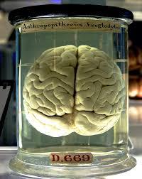 Cerebro - Wikipedia, la enciclopedia libre