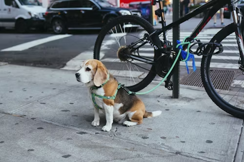 Beagle