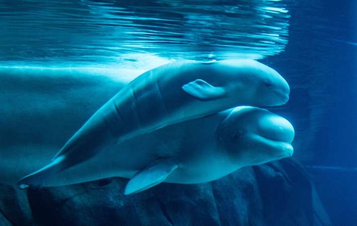 Two belugas swimming together in an aquarium.