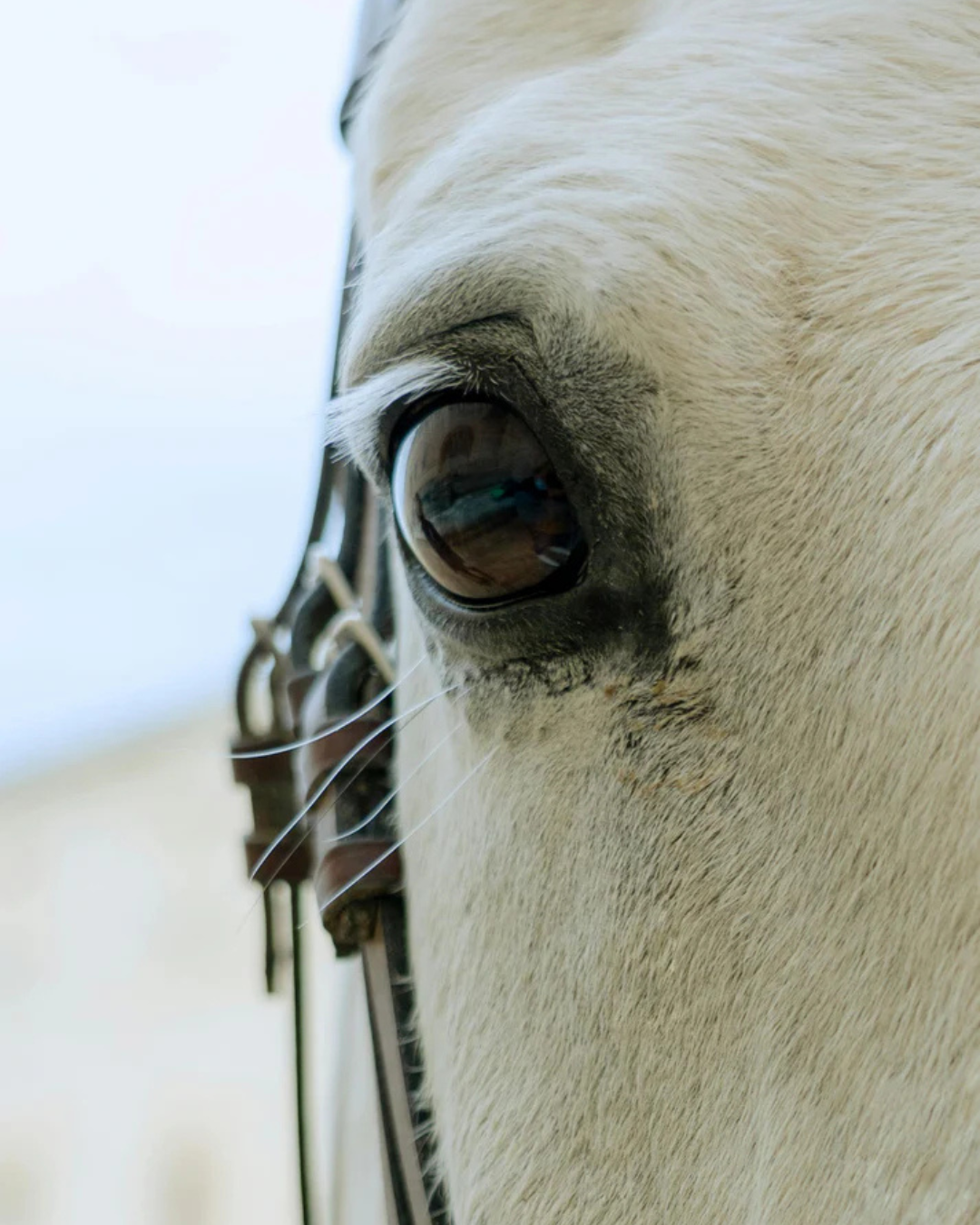 A close up of a white horse's face