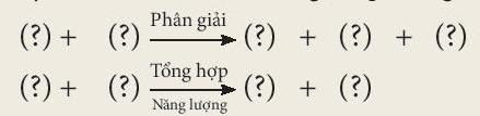 BÀI 25. HÔ HẤP TẾ BÀO MỞ ĐẦUCâu hỏi: Năng lượng dùng cho các hoạt động sống của sinh vật được tạo ra như thế nào? Quá trình đó diễn ra ở đâu trong cơ thể sinh vật?Đáp án chuẩn:Năng lượng được tạo ra nhờ quá trình hô hấp tế bào diễn ra ở ti thể.I. HÔ HẤP TẾ BÀOCâu 1: Kể tên các chất tham gia vào quá trình hô hấp là và các sản phẩm được tạo ra từ quá trình nàyĐáp án chuẩn:Chất tham gia: Khí oxygen, các phân tử chất hữu cơ Sản phẩm: carbon dioxide, nước, ATP.Câu 2: Mô tả quá trình hô hấp diễn ra ở tế bàoĐáp án chuẩn:Khí oxygen phân giải các phân tử chất hữu cơ thành carbon dioxide và nước, đồng thời cũng tạo ra ATP.Câu 3: Nêu vai trò của quá trình hô hấp tế bào đối với cơ thểĐáp án chuẩn:Vai trò: cung cấp O2 cho các tế bào của cơ thể, tạo năng lượng cho các hoạt động sống của tế bào và cơ thể, thải CO2 ra ngoài môi trường.II. MỐI QUAN HỆ GIỮA TỔNG HỢP VÀ PHÂN GIẢI CHẤT HỮU CƠ Ở TẾ BÀO