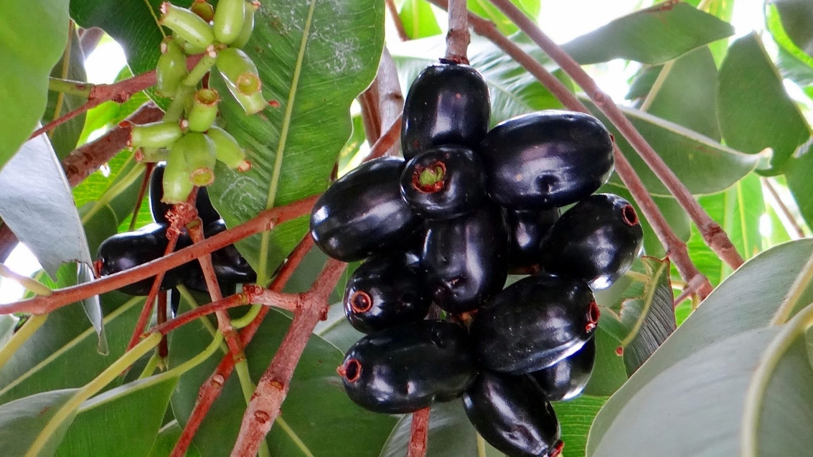Jamun (Syzygium cumini)