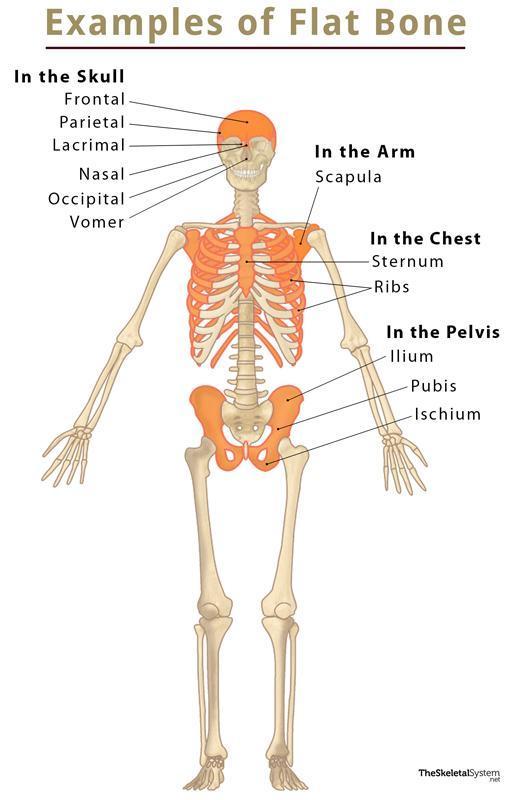 Flat Bones – Definition, Examples, Functions, & Diagram