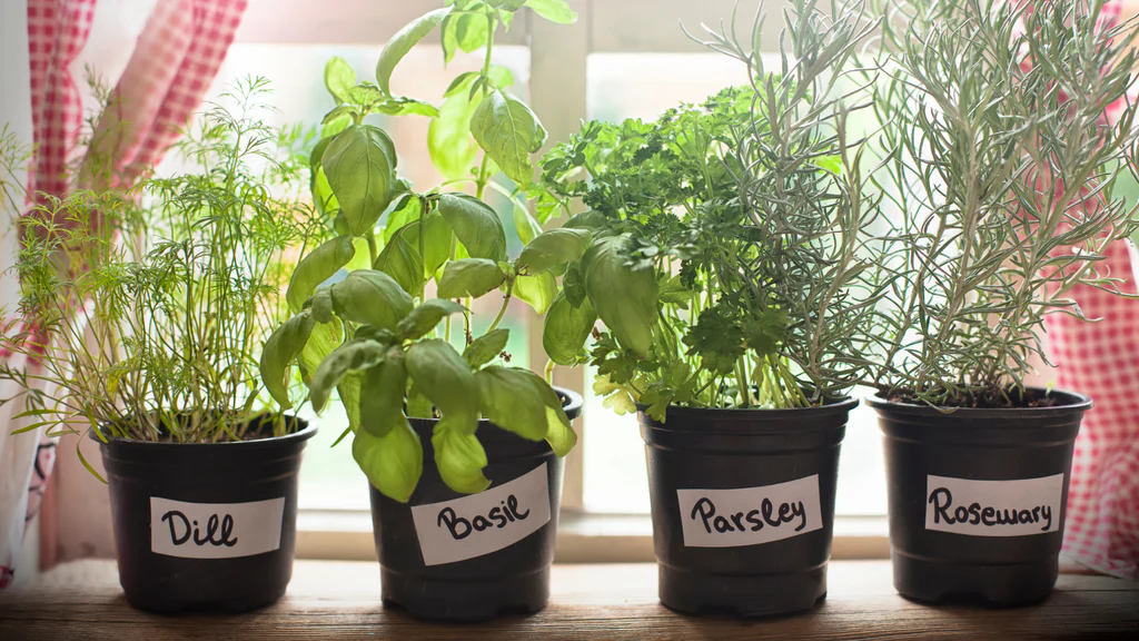 growing herbs at home