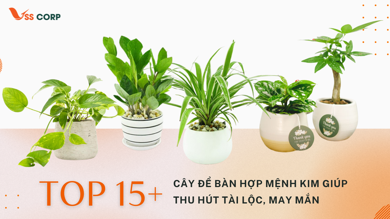 Top 15+ cây để bàn hợp mệnh Kim giúp thu hút tài lộc, may mắn