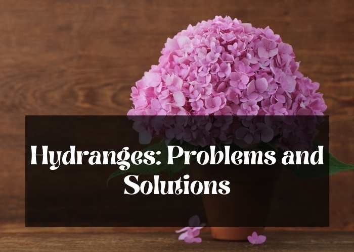 Hydrangeas Problems and Solutions 