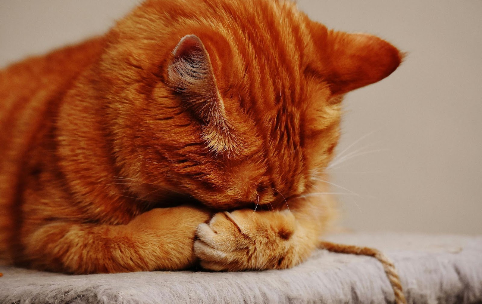 Silent Signs Your Cat Is Miserable