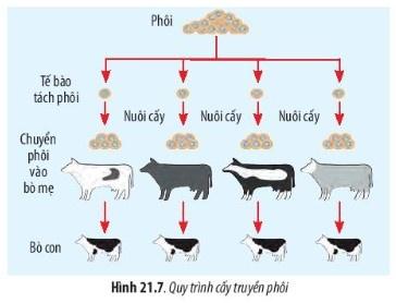 BÀI 21 - CÔNG NGHỆ TẾ BÀO