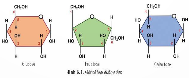 BÀI 6 - CÁC PHÂN TỬ SINH HỌC TRONG TẾ BÀOMỞ ĐẦUCâu 1: Tại sao dựa vào kết quả xét nghiệm DNA, người ta có thể xác định được hai người thất lạc nhiều năm có quan hệ huyết thống với nhau, cũng như có thể tìm ra hung thủ chỉ từ một mẫu mô rất nhỏ có ở hiện trường?Đáp án chuẩn:Vì DNA có tính đặc thù và có ở tất cả các tế bào nên dựa vào kết quả xét nghiệm DNA, người ta có thể xác định được hai người thất lạc nhiều năm có quan hệ huyết thống với nhau, cũng như có thể tìm ra hung thủ chỉ từ một mẫu mô rất nhỏ có ở hiện trường.9I. KHÁI QUÁT VỀ CÁC PHÂN TỬ SINH HỌC TRONG TẾ BÀO1. CarbohydrateCâu 1: Phân tử sinh học là gì? Kể tên một số phân tử sinh học trong tế bào.Đáp án chuẩn:Phân tử sinh học là các phân tử hữu cơ do sinh vật sống tạo thành, bao gồm carbonhydrate, lipid, protein và nucleic acid.II. CÁC PHÂN TỬ SINH HỌC TRONG TẾ BÀOCâu 2: Dựa vào tiêu chí nào phân loại carbonhydrateĐáp án chuẩn:Carbonhydrate được chia thành: đường đơn (1 đơn phân), đường đôi (2 đơn phân), và đường đa (nhiều đơn phân).Câu 3: Cấu tạo các loại đường trong hình 6.1 có điểm gì giống nhau?Đáp án chuẩn:Các loại đường này đều có 6 nguyên tử C và cấu tạo mạnh vòng, có nhóm -OH Câu 4: Kể tên một số loại thực phẩm có chứa đường đôi.Đáp án chuẩn:- Mía, củ cải đường, mạch nha, sữa người và sữa của một vài loài động vật khác.Câu 5: Quan sát hình 6.3a và cho biết các phân tử cellulose liên kết với nhau như thế nào để hình thành vi sợi cellulose? Đáp án chuẩn:Để hình thành vi sợi cellulose , các mắt xích cellulose là glucose liên kết với nhau bằng liên kết β-1,4-glucozit Câu 6: Nêu vai trò của carbohydrate. Cho ví dụ.Đáp án chuẩn:Carbohydrate cung cấp và dự trữ năng lượng, cấu tạo thành phần của tế bào, màng sinh chất, kênh vận chuyển, và nucleic acid.Luyện tập: Tại sao các vận động viên chơi thể thao thường ăn chuối chín vào giờ giải lao?Đáp án chuẩn:Chuối chín là nguồn cung cấp nhiều chất dinh dưỡng như vitamin, chất đạm, chất xơ, và nhiều tinh bột. Vận động viên thường ăn chuối chín vào giờ giải lao để bổ sung năng lượng cho các hoạt động tập luyện, bởi vì họ tiêu tốn rất nhiều năng lượng trong quá trình tập luyện.2. LipidCâu 7: Tại sao lipid không tan hoặc ít tan trong nước?Đáp án chuẩn:- Vì được cấu trúc chứa nhiều các liên kết C-H không phân cực. Câu 8: Lipid đơn giản được cấu tạo từ những thành phần nào?Đáp án chuẩn:Glycerol và acid béo.Câu 9: Cấu tạo của mở động vật và dầu thực vật có gì khác nhau?Đáp án chuẩn:Dầu thực vật chứa acid béo không no và không có cholesterol, trong khi mỡ động vật chứa acid béo no và có cholesterol.Luyện tập: Ở bề mặt lá của một số cây như khoai nước, chuối, su hào có phủ một lớp chất hữu cơ. Lớp chất hữu cơ này có bản chất là gì? Hãy cho biết vai trò của chúng.Đáp án chuẩn:Bề mặt lá của cây như khoai nước, chuối, su hào có lớp sáp (lipit) chống thấm nước.Câu 10: Quan sát Hình 6.5 và đọc đoạn thông tin, hãy cho biết cấu tạo của steroid có gì khác so với các loại lipid còn lại ?Đáp án chuẩn:Steroid gồm phân tử alcol mạch vòng liên kết với acid béo, trong khi các lipid khác có acid béo mạch thẳng.Câu 11: Kể tên một số loại thực phẩm giàu lipid.Đáp án chuẩn:- Thịt đỏ: bò, cừu, lợn- Thịt gà và gia cầm khác- Sản phẩm sữa nguyên chất: sữa, phô mai, kem- Bơ- Trứng- Dầu cọ và dầu dừa- Khoai tây chiên và thực phẩm chiên khác- Bánh bông lan, bánh nướng, bánh quy giòn, bánh donuts- Bơ thực vậtCâu 12: Lipid có những vai trò gì đối với sinh vật? Cho ví dụ.Đáp án chuẩn:Vai trò chính của lipid là dự trữ và cung cấp năng lượng (mỡ và dầu). Lipid còn cấu tạo màng sinh chất và tham gia vào quang hợp, tiêu hóa, và điều hòa sinh sản.3. ProteinCâu 13: Tại sao các loại protein khác nhau có chức năng khác nhau?Đáp án chuẩn:Cấu trúc hóa học và không gian của protein quyết định chức năng của chúng trong cơ thể. Đặc trưng bởi số lượng, thành phần và trình tự sắp xếp của hơn 20 loại amino acid, và gồm 4 bậc cấu trúc không gian, mỗi loại protein có tính chất và chức năng riêng biệt.Câu 14: Kể tên các loại thực phẩm giàu protein.Đáp án chuẩn:Trứng, sữa và các chế phẩm từ sữa, các loại hạt, hải sản, súp lơ xanh, quả chà là, chuối, ngô ngọt, rau bina, bơ,…Câu 15: Quan sát hình 6.8 , hãy cho biết:a, Cấu trúc bậc 1 của protein được hình thành như thế nào?b, Cấu trúc bậc 2 của protein có mấy dạng phổ biến? Đó là các dạng có đặc điểm gì?c, Sự hình thành cấu trúc bậc 3 và bậc 4 của proteinĐáp án chuẩn:a. Cấu trúc bậc 1 hình thành do các amino acid liên kết bằng peptide tạo thành chuỗi polipeptide thẳng, gồm từ vài chục đến vài trăm amino acid.b. Cấu trúc bậc 2 có 2 dạng phổ biến: alpha xoắn lò xo và beta gấp nếp.c. - Cấu trúc bậc 3: Chuỗi polipeptide bậc 2 co xoắn thành cấu trúc 3 chiều, quyết định chức năng sinh học của protein.- Cấu trúc bậc 4: Hình thành từ 2 hay nhiều chuỗi polipeptide bậc 3 liên kết với nhau.Câu 16: Xác định các ví dụ sau đây thuộc vai trò nào của protein:a, Casein trong sữa mẹb, Actin và myosin cấu tạo nên các cơc, Kháng thể chống lại vi sinh vật gây bệnhd, Hormone insulin và glucagon điều hòa lượng đường trong máu.Đáp án chuẩn:a. Casein trong sữa mẹ dự trữ amino acid.b. Actin và myosin cấu tạo cơ, có vai trò cấu trúc.c. Kháng thể chống vi sinh vật gây bệnh, có vai trò bảo vệ.d. Hormone insulin và glucagon điều hòa lượng đường trong máu.Luyện tập: Tại sao thịt bò, thịt lợn và thịt gà đều được cấu tạo từ protein nhưng chúng lại khác nhau về nhiều đặc tính?Đáp án chuẩn:Cơ thể sinh vật được cấu tạo từ hơn 20 loại axit amin khác nhau, tạo ra vô số protein với cấu trúc và chức năng khác nhau. Vì vậy, thịt bò, thịt lợn, và thịt gà đều có protein nhưng khác nhau về đặc tính.II. CÁC PHÂN TỬ SINH HỌC TRONG TẾ BÀO4. Nucleic acidCâu 17: Quan sát Hình 6.11, hãy cho biết thành phần và sự hình thành của một nucleotide. Có bao nhiêu loại nucleotide? Nucleotide cấu tạo nên DNA và RNA khác nhau như thế nào?Đáp án chuẩn:- Nucleotide bao gồm base nitrogen, đường 5 carbon, và acid phosphoric. Base nitrogen liên kết với pentose qua liên kết N – Glycoside để tạo thành nucleoside, và acid phosphoric kết hợp với pentose trong nucleoside qua liên kết ester.- Nucleic acid chia thành hai loại là DNA (deoxyribonucleic acid) và RNA (ribonucleic acid).- DNA gồm bốn loại nucleotide là A, T, G, C; còn RNA gồm A, U, G, C.Câu 18: Quan sát Hình 6.12, hãy cho biết mạch polynucleotide được hình thành như thế nào. Xác định chiều hai mạch của phân tử DNA.Đáp án chuẩn:- Hai mạch polynucleotide liên kết bổ sung (A với T qua hai liên kết hydrogen, G với C qua ba liên kết hydrogen), với mỗi mạch polynucleotide được tạo thành từ các liên kết phosphodiester giữa các nucleotide.- Hai mạch polynucleotide chạy song song và ngược chiều nhau (3  - 5' và 5' - 3').Câu 19: Tính bền vững và linh hoạt trong cấu trúc của DNA có được là nhờ đặc điểm nào?Đáp án chuẩn:Tính bền vững và linh hoạt của DNA là nhờ liên kết phosphodiester giữa các nucleotide trong cùng một mạch và liên kết hydrogen giữa hai mạch polynucleotide. Liên kết phosphodiester giữ cho phân tử DNA bền vững, trong khi liên kết hydrogen là liên kết yếu, giúp cấu trúc DNA linh hoạt.Câu 20: Nhờ quá trình nào mà thông tin trên DNA được di truyền ổn định qua các thế hệ?Đáp án chuẩn:- Quá trình nguyên phân Câu 21: Quan sát Hình 6.13, hãy lập bảng phân biệt ba loại RNA dựa vào các tiêu chí sau: dạng mạch (kép hay đơn, xoắn hay thẳng), liên kết hydrogen (có hay không có).Đáp án chuẩn: Dạng mạchLiên kết hydrogenRNA thông tin (mRNA)thẳng, đơnkhôngRNA vận chuyển (tRNA)xoắn kép cục bộcóRNA ribosome (rRNA)xoắn kép cục bộcó Luyện tập: Tại sao thế hệ con thường có nhiều đặc điểm giống bố mẹ?Đáp án chuẩn:Thông tin di truyền DNA được truyền qua các thế hệ nhờ quá trình tái bản DNA trong phân bào, dẫn đến thế hệ con thường có nhiều đặc điểm giống bố mẹ.Vận dụng: Trong khẩu phần ăn cho người béo phì, chúng ta có nên cắt giảm hoàn toàn lượng lipid không? Tại sao?Đáp án chuẩn:Không nên loại bỏ hoàn toàn lipid trong khẩu phần ăn của người béo phì, mà cần giảm lượng lipid một cách hợp lý để tránh gây mất cân bằng dinh dưỡng.BÀI TẬP