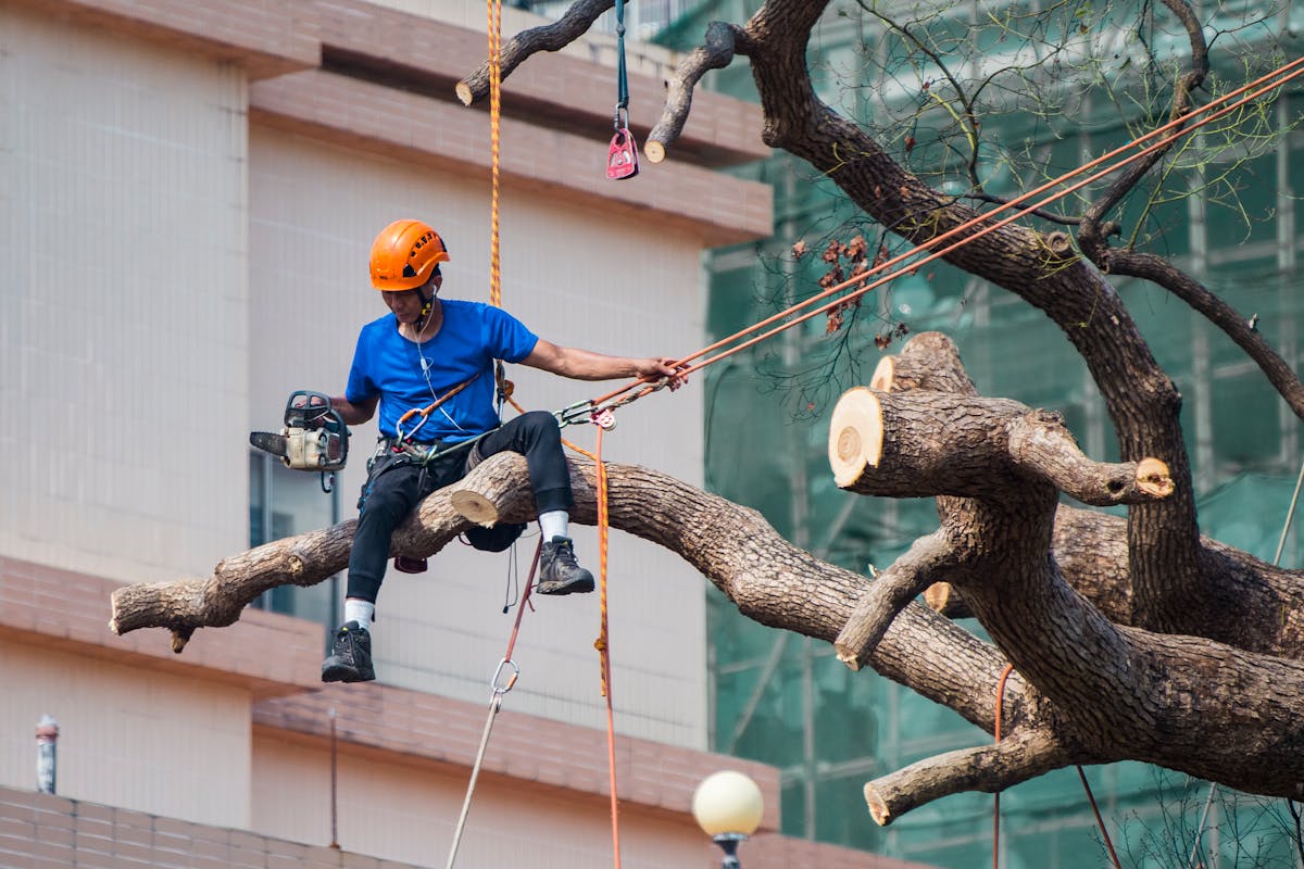 a person cutting a tree