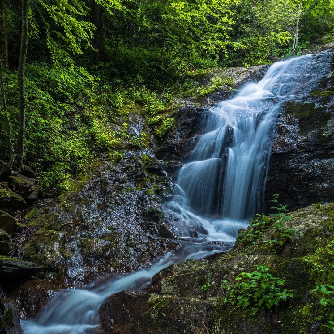 Pisgah National Forest