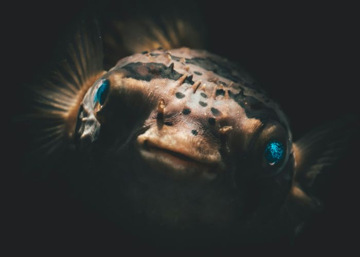 A puffer fish swimming in the ocean, looking directly into the camera.