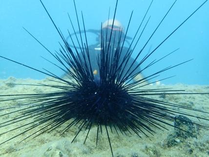 Experts warn of invasive poisonous sea urchins in southern Turkey | Daily  Sabah