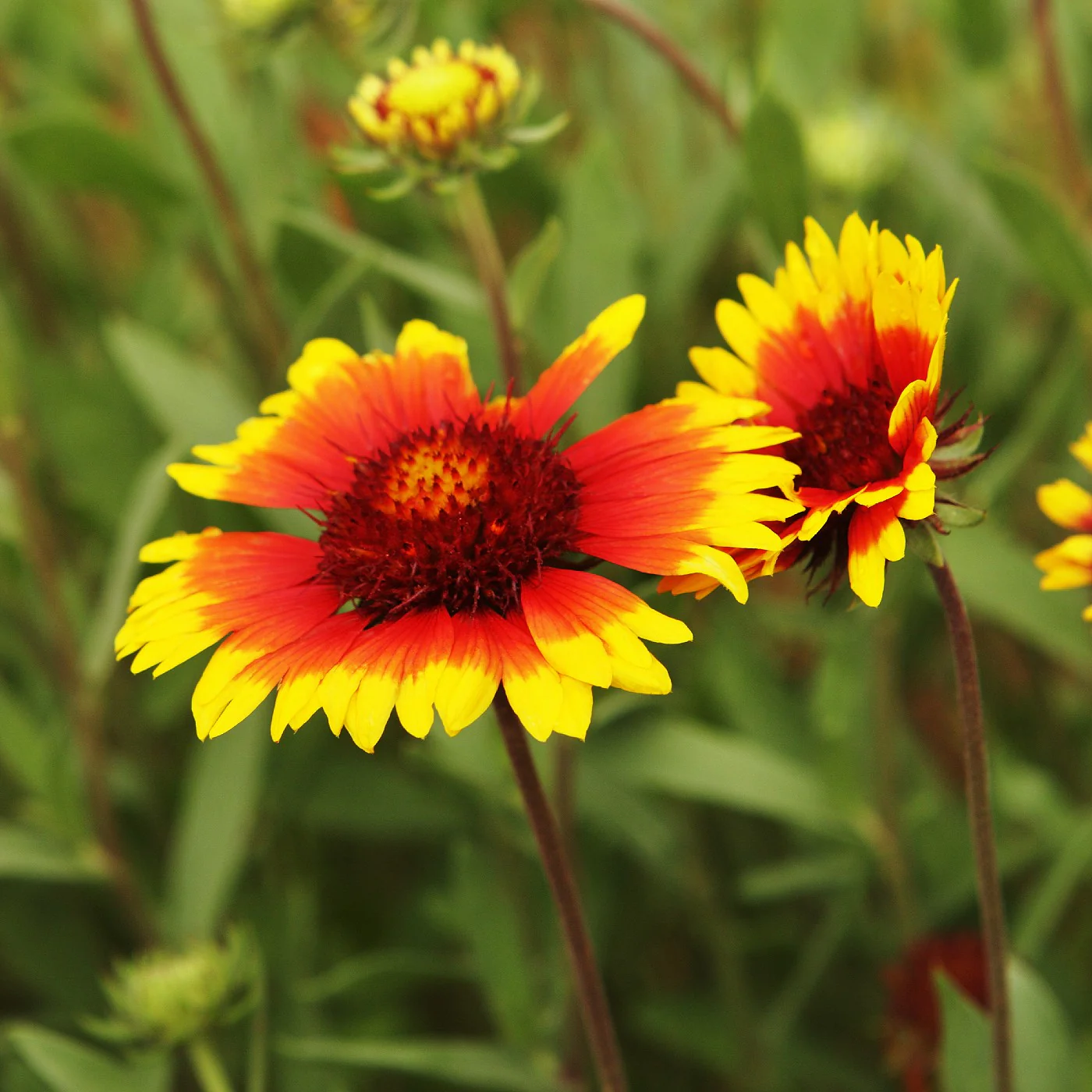 The Blanket Flower Botanical Description