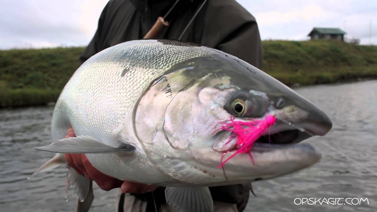 How to Catch Salmon: Expert Tips for Successful Fishing