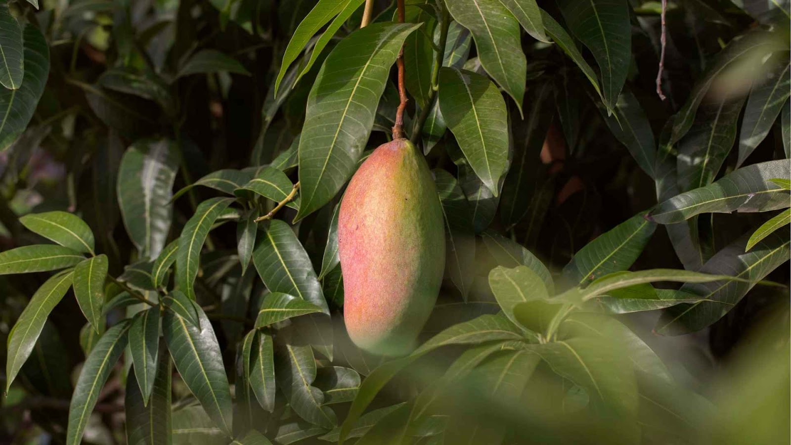 The Top GI-Tagged Indian Mango Varieties from Farmers Rathna Agri-news