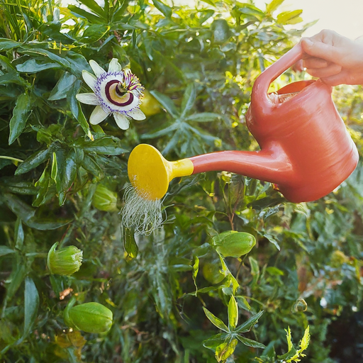 Caring for Your Passion Flower