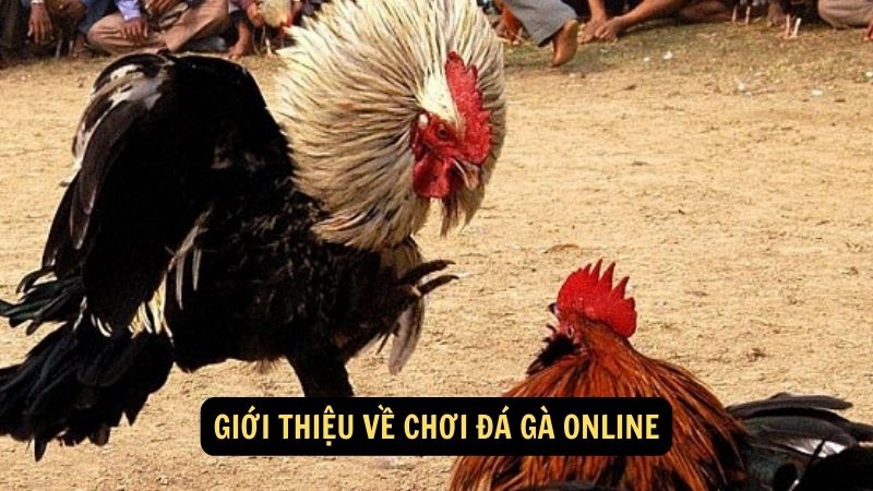 Giới thiệu về chơi đá gà online