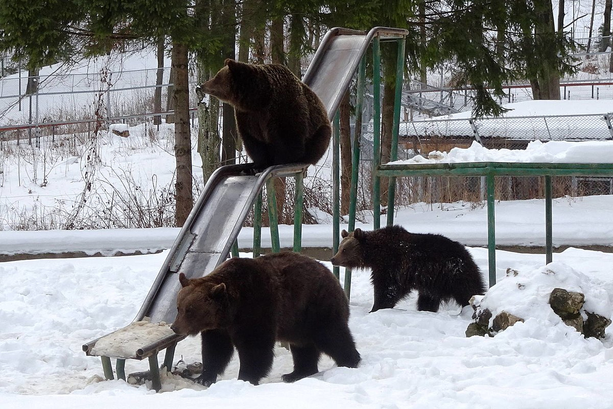 bears in snow 