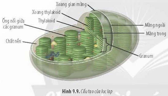 BÀI 9 - TẾ BÀO NHÂN THỰCMỞ ĐẦUCâu 1: Ở người, khi bị thương, người ta thường sát trùng vết thương bằng nước oxy già. Hình 9.1 cho thấy hiện tượng xảy ra khi nhỏ oxy già lên vết thương. Nguyên nhân nào dẫn đến hiện tượng này?Đáp án chuẩn:Khi oxy già tiếp xúc với enzyme catalase trong tế bào, sẽ giải phóng O2 và tạo ra hiện tượng sủi bọt trên vết thương.A. ĐẶC ĐIỂM CHUNG CỦA TẾ BÀO NHÂN THỰCCâu 1: Tên gọi tế bào nhân thực xuất phát từ đặc điểm nào của tế bào?Đáp án chuẩn:- Do tế bào này đã có nhân hoàn chỉnh, được bao bọc bởi màng nhân.Câu 2: Dựa vào Hình 9.2, hãy lập bảng so sánh cấu tạo tế bào thực vật và động vật. Đáp án chuẩn:- Giống: Đều là tế bào nhân thựcĐều có 3 thành phần chính: màng sinh chất, tế bào chất và nhânĐều có các bào quan: riboxom, lysoxom, ti thể, lưới nội chất, lưới nội chất trơn, không bào, peroxixom,...- Khác:Tế bào động vậtTế bào thực vậtKhông có thành tế bào bao quanhCó thành tế bào bao quanhKhông có lục lạpCó lục lạpcó trung tửKhông có trung tửKhông bào nhỏKhông bào lớnB. CÂU TẠO TẾ BÀO NHÂN THỰCI. NHÂN TẾ BÀOCâu 3: Dựa vào Hình 9.3, hãy cho biết:a) Các đặc điểm của màng nhân.b) Vai trò của lỗ màng nhân.c) Những thành phần bên trong nhân tế bào.Đáp án chuẩn:a) Màng nhân gồm hai lớp (màng trong và màng ngoài), có ribosome đính và các lỗ nhỏ gọi là lỗ màng nhân.b) Lỗ màng nhân thực hiện trao đổi chất giữa nhân và tế bào chất.c) Bên trong nhân tế bào có dịch nhân, nhân con và chất nhiễm sắc.Luyện tập: Loại bỏ nhân của tế bào trứng thuộc cá thể A (a), sau đó, chuyển nhân từ tế bào soma của cá thể B (b) vào. Nuôi cấy tế bào chuyển nhân cho phát triển thành cơ thể mới. Cơ thể này mang phần lớn đặc điểm của cá thể nào? Tại sao?Đáp án chuẩn:Cơ thể này mang đặc điểm chủ yếu của cá thể B do có nhân của cá thể B ban đầu, từ đó mang các thông tin di truyền của cá thể B.II. TẾ BÀO CHẤT1. Bào tương2. RibosomeCâu 4: Dựa vào kiến thức đã học, hãy cho biết chức năng của ribosome trong tế bào.Đáp án chuẩn:Ribosome gồm hai tiểu phần lớn và bé, được cấu tạo từ rRNA và protein. rRNA là khuôn tổng hợp protein cho tế bào, và các tiểu phần này đóng vai trò quan trọng trong quá trình tổng hợp protein.Luyện tập: Cho biết cơ sở khoa học của việc sử dụng thuốc kháng sinh ức chế hoạt động của ribosome để tiêu diệt một số loài vi khuẩn có hại kí sinh trong cơ thể người.Đáp án chuẩn:Các kháng sinh ức chế hoạt động của ribosome gắn lên ribosome 70S của vi khuẩn, ngăn cản quá trình giải mã di truyền và dẫn đến ức chế tổng hợp protein của vi khuẩn.3. Lưới nội chấtCâu 5:  Quan sát Hình 9.6, hãy cho biết hai loại lưới nội chất có đặc điểm gì khác nhau.Đáp án chuẩn:Sự khác nhau giữa lưới nội chất hạt và lưới nội chất trơn như sau:- Lưới nội chất hạt: Bao gồm các túi dẹp xếp song song thành nhóm. Mặt ngoài màng có đính các hạt ribosome.- Lưới nội chất trơn: Bao gồm các ống thông với nhau tạo thành nhóm. Mặt ngoài màng không có hạt ribosome.Câu 6: Cho biết các loại tế bào sau đây có dạng lưới nội chất nào phát triển mạnh: tế bào gan, tế bào tuyến tụy, tế bào bạch cầu. Giải thích.Đáp án chuẩn:- Tế bào gan: Lưới nội chất trơn phát triển hơn để chuyển hóa đường và giải độc cho cơ thể, vì gan có vai trò quan trọng trong quá trình chuyển hóa và khử độc.- Tế bào tuyến tụy: Lưới nội chất hạt phát triển hơn để sản xuất các enzyme tiêu hóa, vì tuyến tụy tiết ra các enzyme này để hỗ trợ quá trình tiêu hóa.- Tế bào bạch cầu: Lưới nội chất hạt phát triển hơn để sản xuất kháng thể, chất truyền tin hóa học và enzyme, giúp bạch cầu tiêu diệt các tác nhân gây bệnh.Luyện tập: Những người thường xuyên uống nhiều rượu, bia sẽ có loại lưới nội chất nào phát triển? Tại sao?Đáp án chuẩn:Người uống nhiều rượu, bia phải thực hiện quá trình chuyển hóa và thải độc ở gan nhiều hơn, do đó cần sự phát triển của lưới nội chất trơn để hỗ trợ chuyển hóa và giải độc cho tế bào.4. Bộ máy GolgiCâu 7: Dựa vào Hình 9.7, hãy:a) Cho biết các sản phẩm của bộ máy Golgi có thể được vận chuyển đến đâu. Cho ví dụ.b) Mô tả quá trình sản xuất và vận chuyển protein tiết ra ngoài tế bào.Đáp án chuẩn:a) Sản phẩm của bộ máy Golgi có thể được vận chuyển đến bào quan trong tế bào hoặc ra ngoài tế bào. Ví dụ, các enzyme tiết ra từ lưới nội chất của tuyến tụy được đóng gói và vận chuyển bởi bộ máy Golgi đến các tế bào gan.b) Quá trình sản xuất và vận chuyển protein ra ngoài tế bào:Protein được sản xuất từ lưới nội chất hạt sẽ được vận chuyển đến bộ máy Golgi để đóng gói thông qua lysosome hoặc túi tiết, sau đó vận chuyển đến bào quan trong tế bào hoặc ra ngoài tế bào.Câu 8: Tại sao bộ máy Golgi được xem là trung tâm sản xuất, kho chứa, biến đổi và phân phối các sản phẩm của tế bào?Đáp án chuẩn:Bộ máy Golgi được xem là trung tâm sản xuất, kho chứa, biến đổi và phân phối các sản phẩm của tế bào từ lưới nội chất, qua đó các sản phẩm được đóng gói, biến đổi và phân phối đến các vị trí khác trong tế bào.Luyện tập: Giải thích mối quan hệ về chức năng của ribosome, lưới nội chất và bộ máy Golgi.Đáp án chuẩn:Lưới nội chất hạt chứa ribosome để tổng hợp protein, sau đó protein được vận chuyển đến các vị trí khác qua bộ máy Golgi. Lưới nội chất hạt là trung tâm sản xuất, ribosome là khuôn mẫu và bộ máy Golgi là trung tâm vận chuyển.5. Ti thểCâu 9: Dựa vào Hình 9.8, hãy:a) Mô tả cấu tạo của ti thể.b) Cho biết diện tích màng ngoài và màng trong của ti thể khác nhau như thế nào. Tại sao lại có sự khác biệt này? Điều đó có ý nghĩa gì?Đáp án chuẩn:a) Ti thể thường có dạng hình cầu hoặc bầu dục, bào quan bởi hai lớp màng. Màng ngoài trơn nhẵn, màng trong gấp nếp thành các mào chứa hệ thống enzyme hô hấp.b) Diện tích màng trong của ti thể lớn hơn diện tích màng ngoài do màng trong gấp nếp thành các mào, tăng diện tích bề mặt. Điều này giúp tăng lượng enzyme tham gia vào quá trình hô hấp tế bào và tăng năng suất của quá trình này.Câu 10: Cho các tế bào sau: tế bào gan, tế bào xương, tế bào cơ tim, tế bào biểu bì, tế bào thần kinh. Hãy xác định tế bào nào cần nhiều ti thể nhất. Giải thích.Đáp án chuẩn:Trong các loại tế bào như gan, xương, cơ tim, biểu bì và thần kinh, tế bào cơ tim là những tế bào cần hoạt động nhiều nhất. Do đó, tế bào cơ tim có nhiều ti thể nhất.Luyện tập: Tại sao ti thể có khả năng tổng hợp một số protein đặc trưng của nó.Đáp án chuẩn:Trong chất nền của ti thể có đủ các dạng RNA và ribosome, cho phép ti thể tự tổng hợp một số protein riêng cho nó.II. TẾ BÀO CHẤT6. Lục lạpCâu 11: Dựa vào Hình 9.9, hãy mô tả cấu tạo của lục lạp. Từ cấu tạo, hãy cho biết chức năng của lục lạp.Đáp án chuẩn:- Cấu tạo của lục lạp: Lục lạp có hai lớp màng. Bên trong chứa chất nền stroma và thylakoid. Thylakoid xếp chồng lên nhau thành granum và kết nối qua các ống nối.- Chức năng của lục lạp: Màng thylakoid nhận photon ánh sáng và chất nền lục lạp sản xuất enzyme quang hợp và các protein chuỗi truyền electron, sử dụng năng lượng mặt trời để tổng hợp các chất cho tế bào.Luyện tập: So sánh cấu trúc của ti thể và lục lạp.Đáp án chuẩn:- Giống: Gồm 2 lớp màngĐều có DNA riêng, ribosome 70S và các enzyme- Khác:Ti thểLục lạpMàng trong gấp nếpMàng trong không gấp nếpBên trong màng không có cấu tạo khácĐược cấu tạo bởi hệ thống granum gồm các thylakoid7. Một số bào quan khácCâu 12: Tại sao khung xương tế bào có vai trò đặc biệt quan trọng đối với tế bào động vật?Đáp án chuẩn:Khung xương tế bào đóng vai trò quan trọng đối với tế bào động vật bằng cách duy trì hình dạng ổn định, là nơi neo đậu của bào quan và enzyme, và hỗ trợ cho khả năng vận động của tế bào.Câu 13: Hoạt động chức năng của lysosome có ý nghĩa gì đối với tế bào?Đáp án chuẩn:Lysosome có ý nghĩa quan trọng đối với tế bào bao gồm hai khía cạnh chính:- Tham gia vào quá trình tiêu hóa nội bào bằng cách phân hủy các phân tử hữu cơ lớn, loại bỏ các sản phẩm dư thừa và phân huỷ các tế bào bào quan già hoặc bị tổn thương không còn khả năng phục hồi. Điều này giúp bảo vệ cơ thể khỏi nguy cơ ngộ độc và tối ưu hóa sử dụng vật chất và năng lượng.- Có vai trò bảo vệ tế bào bằng cách ngăn chặn các tác nhân gây hại như virus, vi khuẩn và các chất độc hại.Câu 14: Hậu quả gì sẽ xảy ra cho tế bào nếu lysosome bị vỡ?Đáp án chuẩn:- Hệ enzyme có trong lysosome sẽ phá hủy tế bào.Câu 15: Tại sao tế bào thực vật không có lysosome nhưng vẫn thực hiện được chức năng tiêu hoá nội bào ?Đáp án chuẩn:Tế bào thực vật không có lysosome nhưng vẫn thực hiện chức năng tiêu hoá nội bào bằng cách sử dụng các vacuole lớn. Trong vacuole có chứa các enzyme thủy phân để thực hiện quá trình nội bào.Câu 16: Tại sao một số thuốc ức chế sự hình thành vi ống có tác dụng ngăn ngừa ung thư?Đáp án chuẩn:Các thuốc ức chế sự hình thành vi ống ngăn chặn quá trình hình thành trung thể, dẫn đến sản phẩm lỗi của phân bào bị tiêu hủy và đào thải ra ngoài. Do đó, các thuốc này có tác dụng ngăn ngừa sự phát triển của ung thư.Luyện tập: Ở người, một số loại tế bào như tế bào thần kinh, tế bào cơ trưởng thành không có trung thể. Các tế bào này có phân chia được không? Vì sao?Đáp án chuẩn:Các tế bào như tế bào thần kinh và tế bào cơ trơn, không có trung thể và do đó không có khả năng phân chia. Thiếu trung thể ngăn cản quá trình hình thành thoi phân bào, dẫn đến sự thiếu khả năng phân chia của các tế bào này.III. MÀNG SINH CHẤTCâu 17: Màng sinh chất được cấu tạo từ những thành phần nào?Đáp án chuẩn:- Lớp phospholipid kép, các protein bám màng và xuyên màng, glycoprotein và cholesterol.Câu 18: Tại sao nói màng sinh chất có tính “khảm động”?Đáp án chuẩn:Màng sinh chất có tính  khảm động