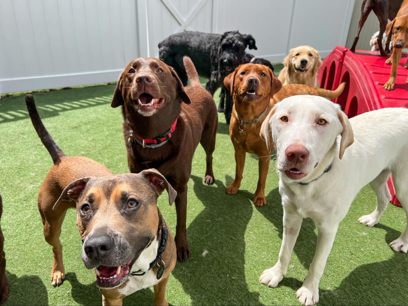 Dogs in safely socializing in spacious outdoor play yard. A group of large dogs together at Camp Bow Wow