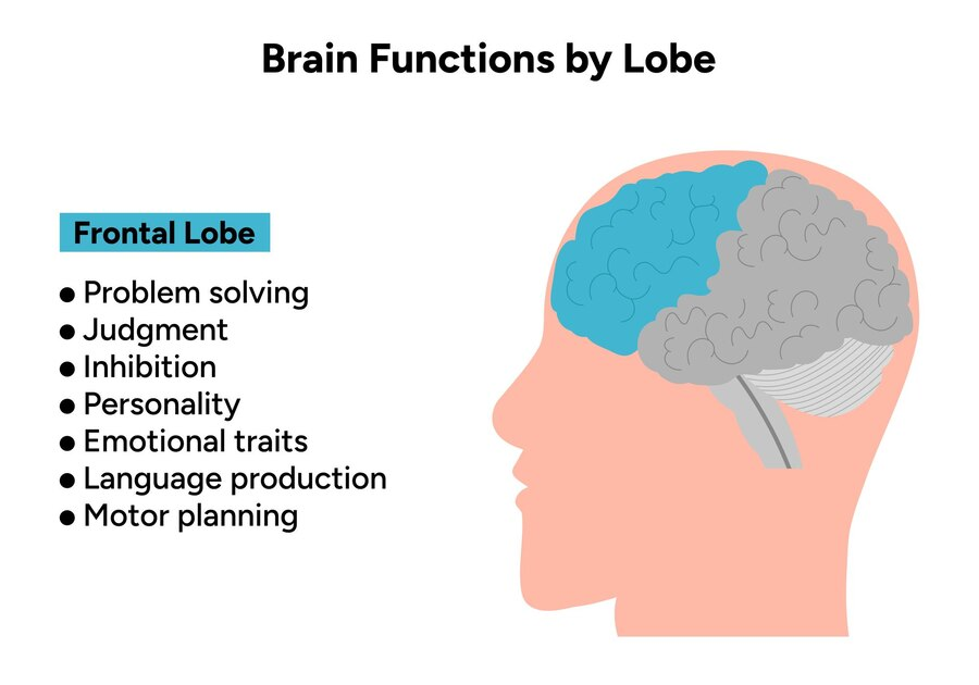 The teenage brain is a whirlwind of change, undergoing significant development that influences behavior, emotions, and cognitive abilities. The prefrontal cortex, responsible for decision-making, planning, and logical reasoning, is still under development.