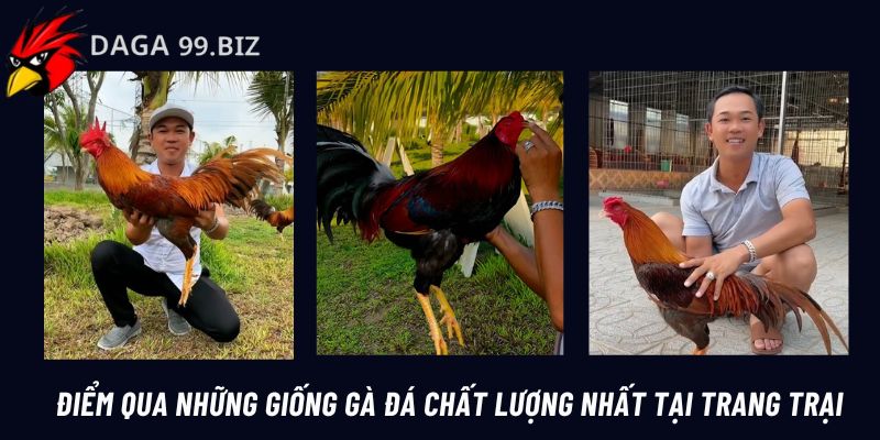 Các giống chiến kê chất lượng nhất tại trang trại gà đá Duyên Ti