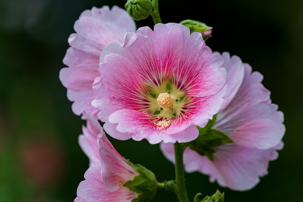 Hollyhock