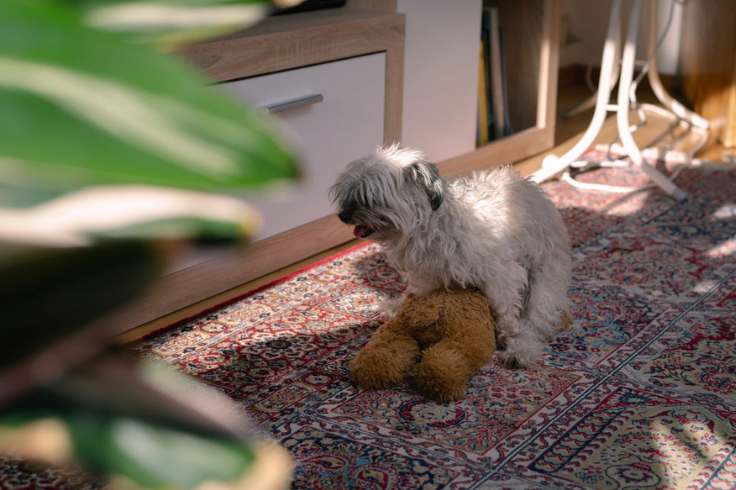 white furry dog humping a brown teddy bear on the floor