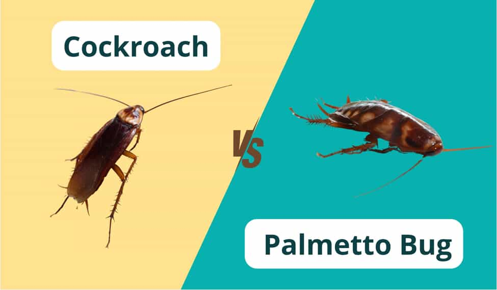 Understanding Palmetto Bugs