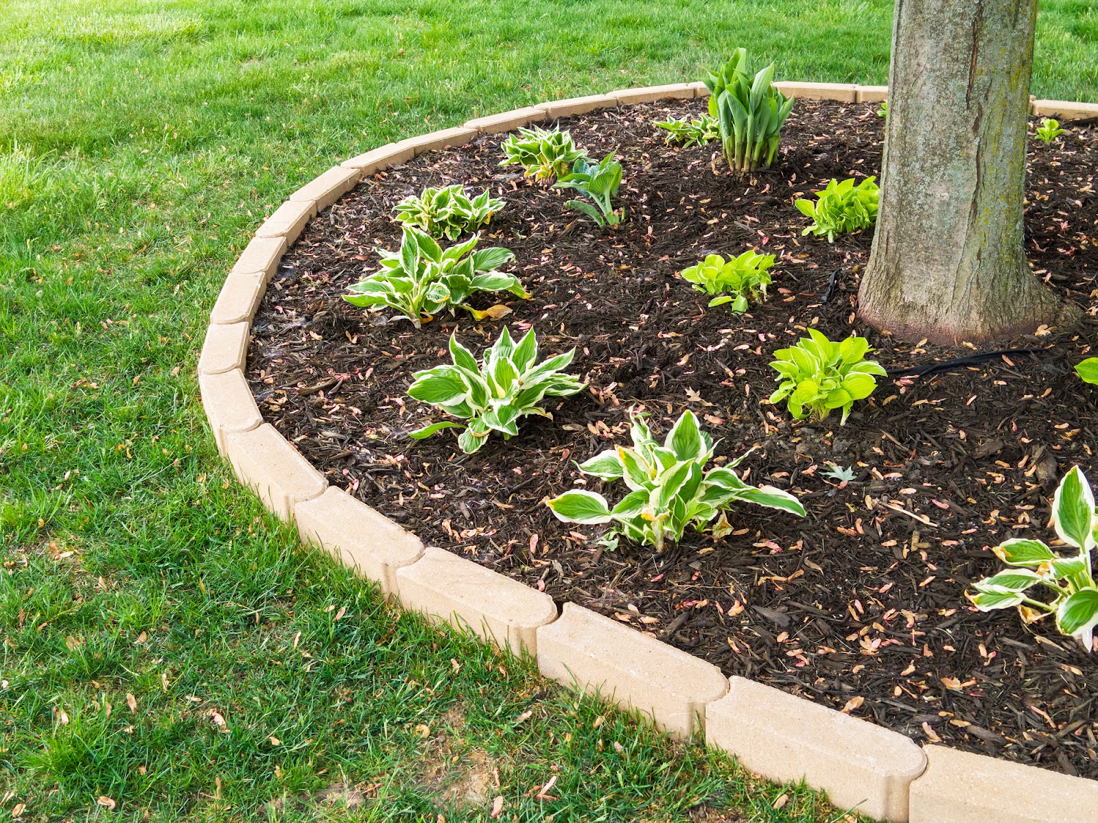 A clean, freshly mulched garden bed created with help from a mulch delivery service.