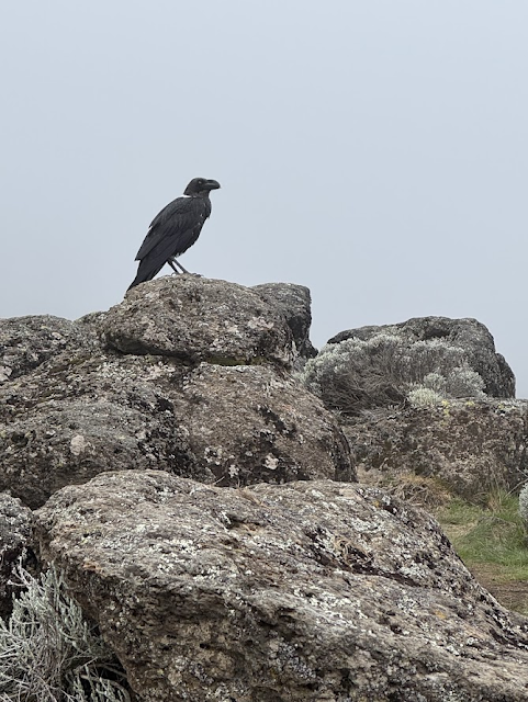 White Necked Ravens - Ruling the Mountain