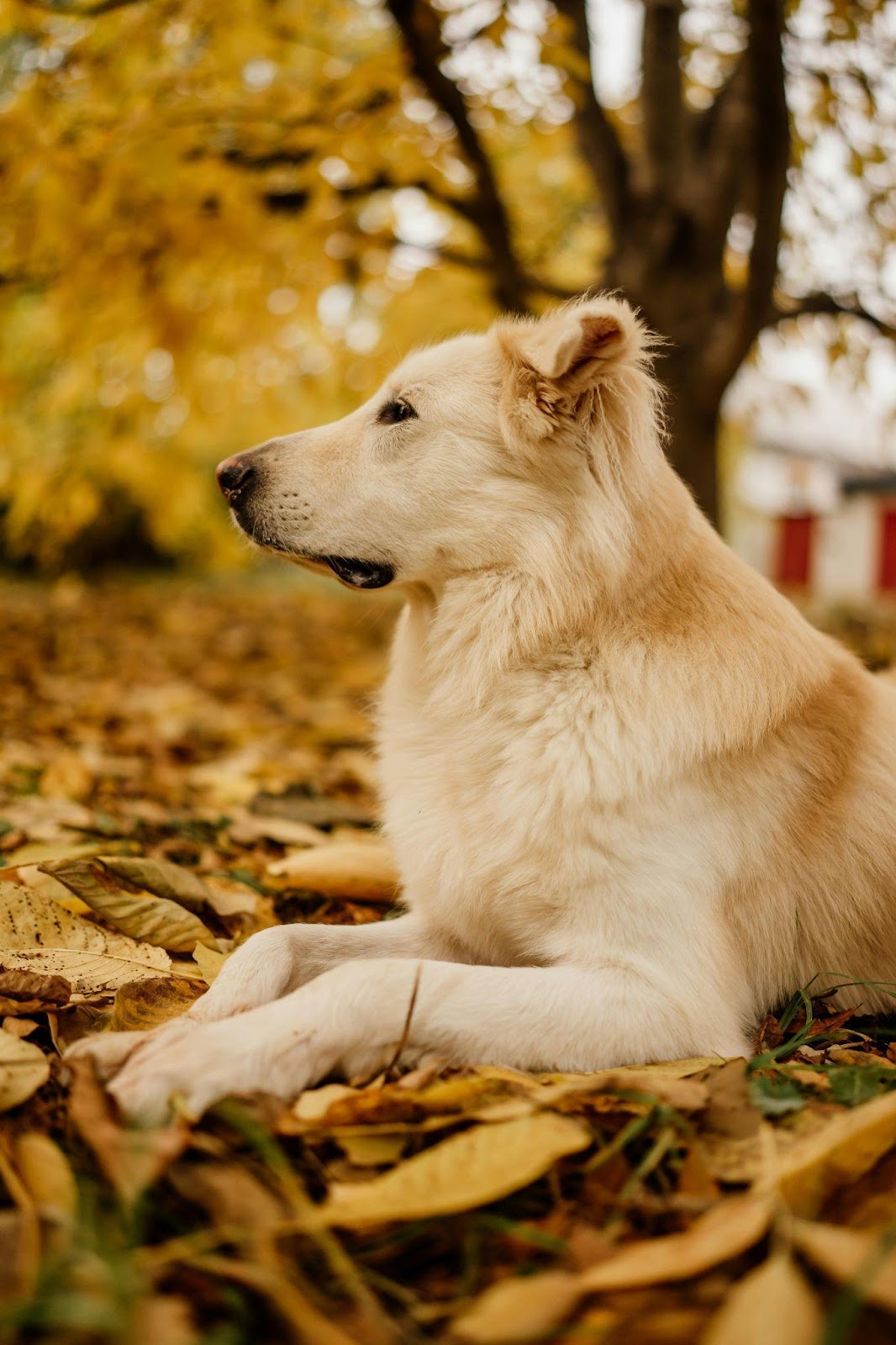 photo of dog outside during fall