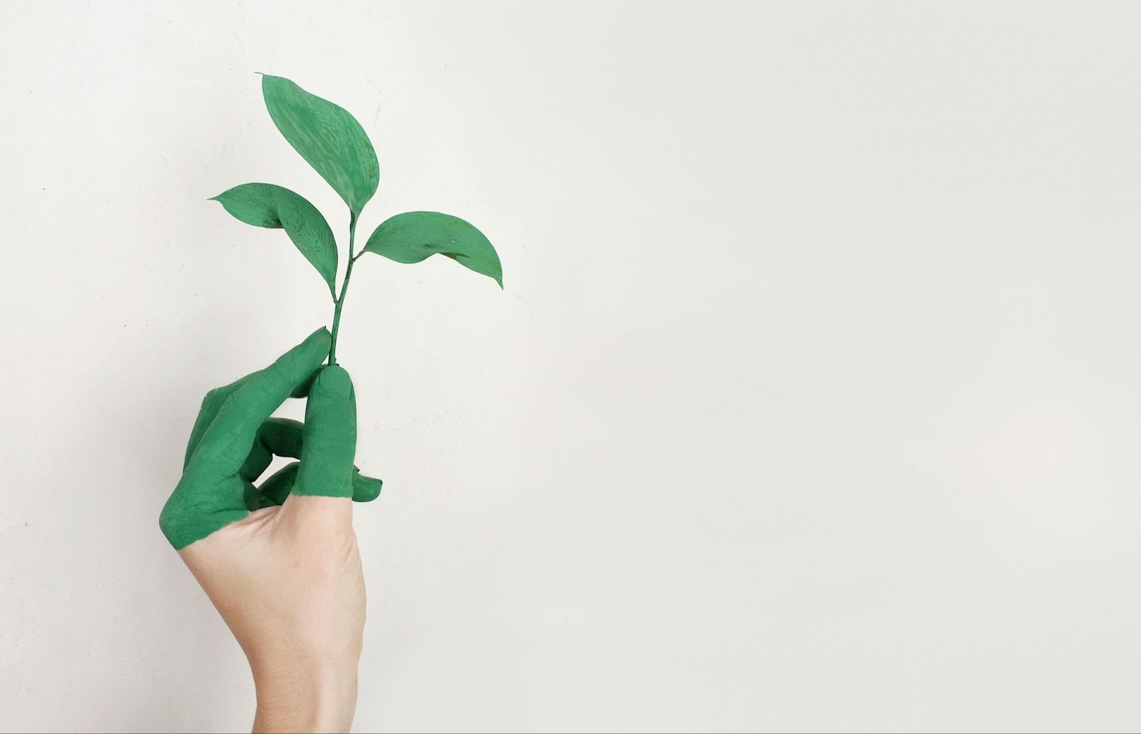 person holding a green leaf
