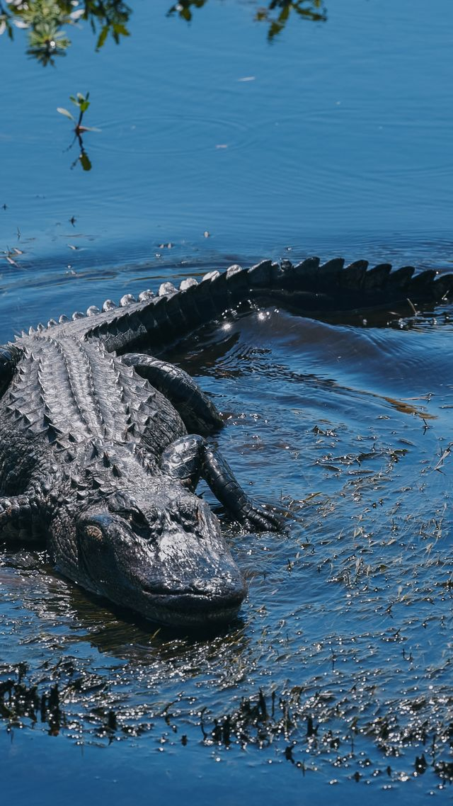 An alligator partially submerged in blue water, glistening in the sunlight.