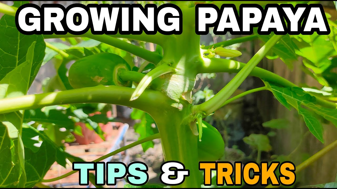 Tips for Green Papaya Care