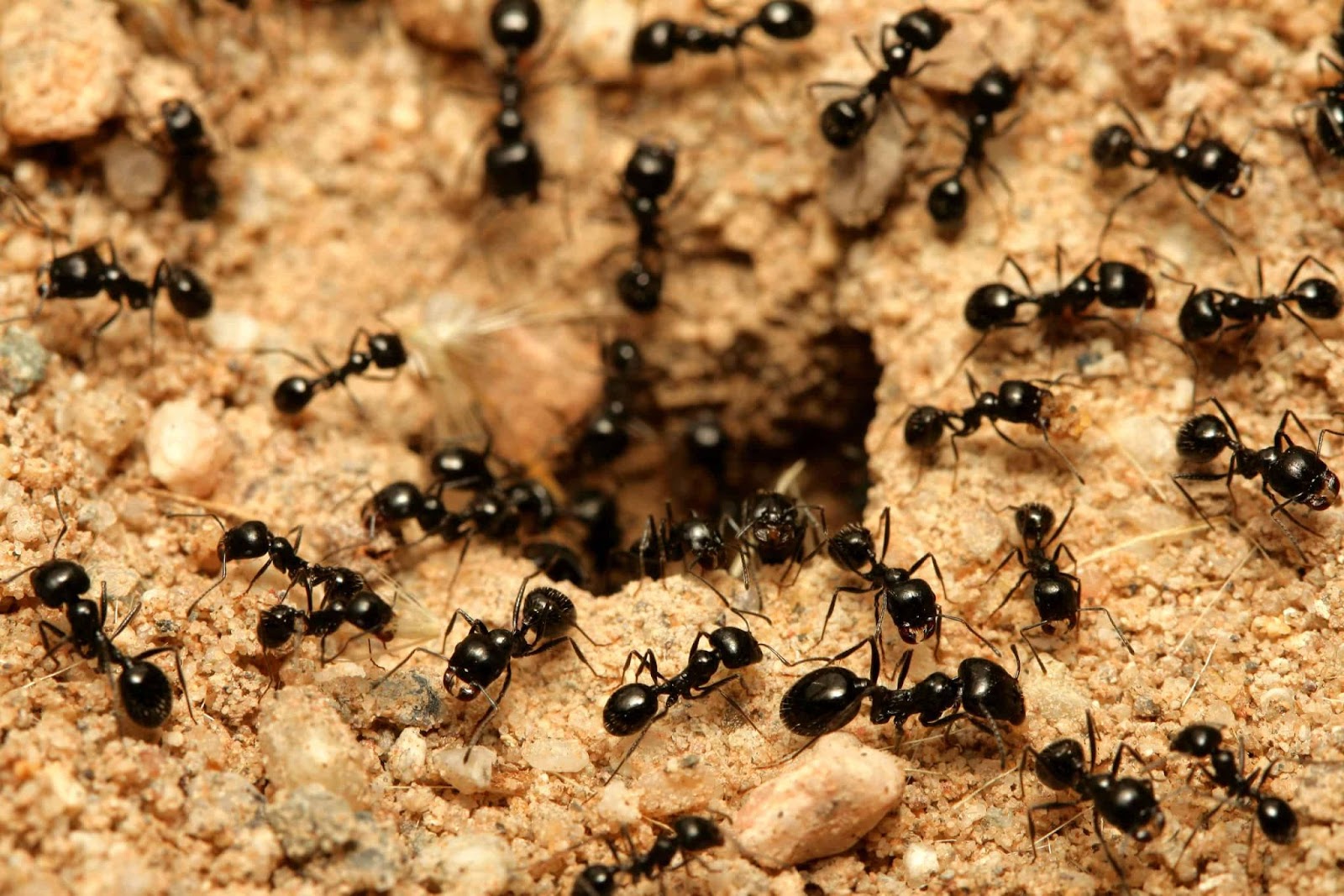 best way to get rid of bugs in yard