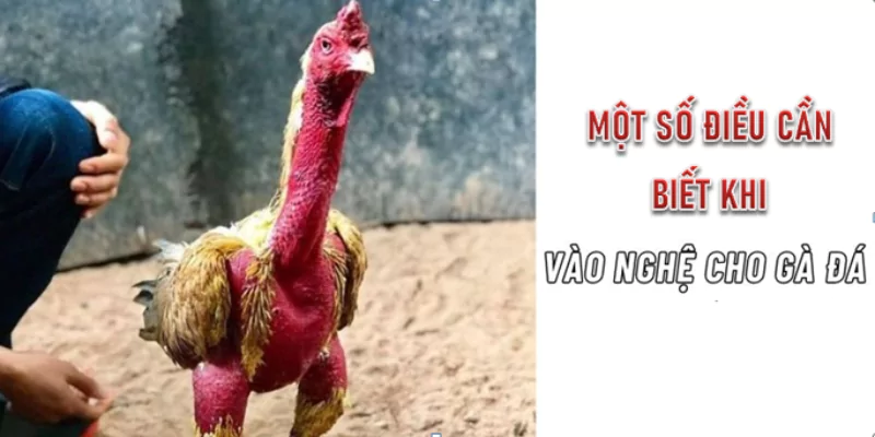 Một số điều cần biết khi vào nghệ cho gà đá