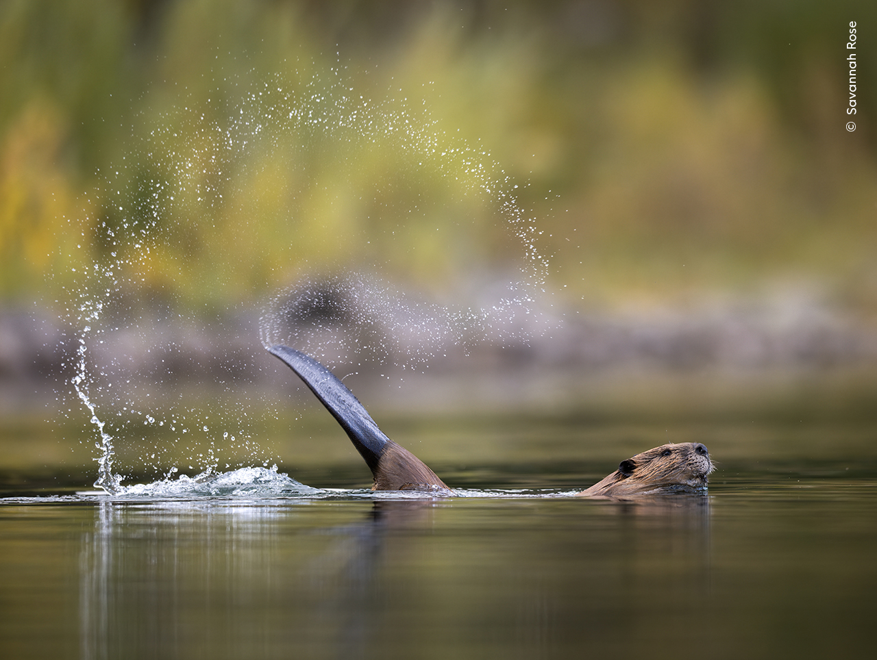 https://c02.purpledshub.com/uploads/sites/62/2024/11/Savannah-Rose-Wildlife-Photographer-of-the-Year.jpg