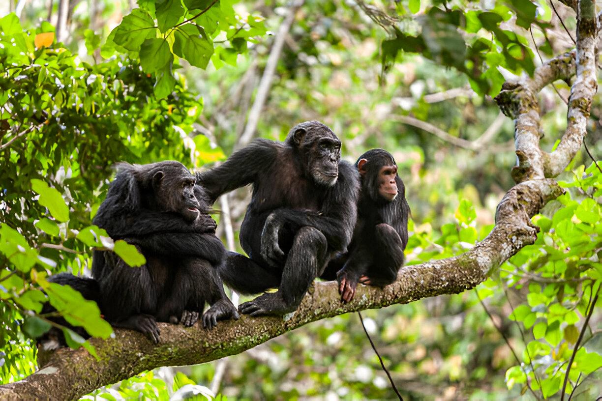 C:\Users\Admin\Pictures\Highlights of Africa’s Best National Parks to See Monkeys 02.jpg