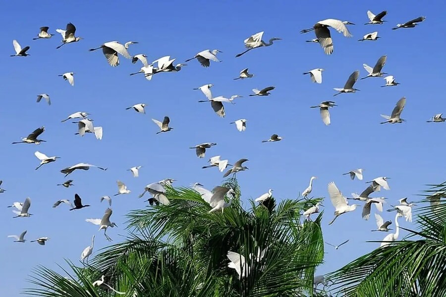 Bac Lieu Bird Garden is home to hundreds of species of birds and other animals and plants. Source: Traveloka 