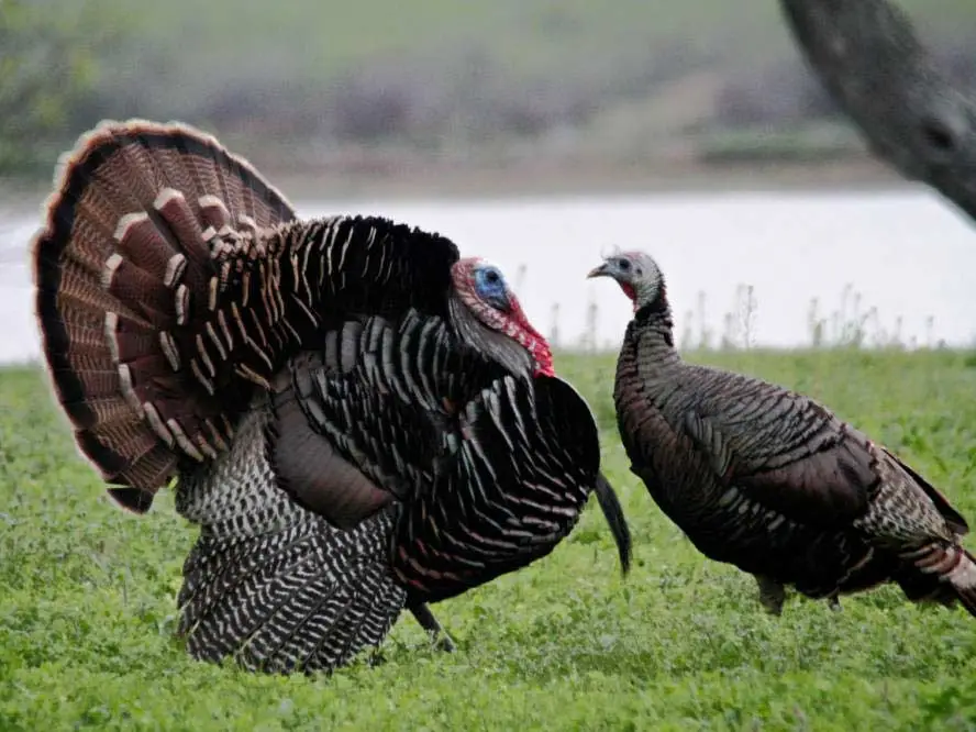 Understanding Turkey Behavior