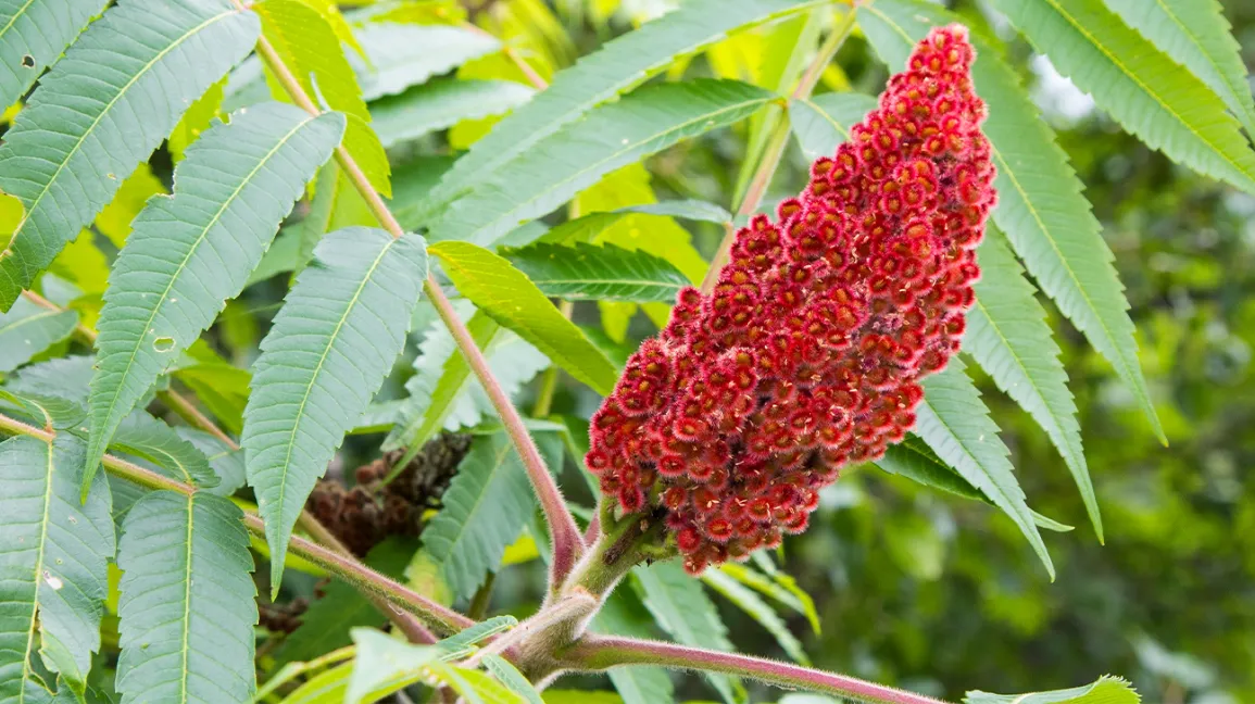 Sumac