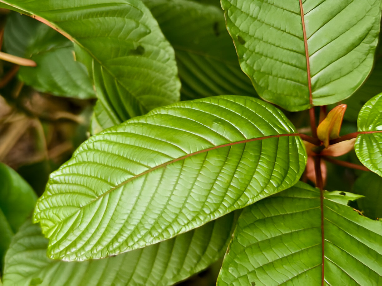 Indo White Kratom: A Premium Mitragyna Speciosa Strain