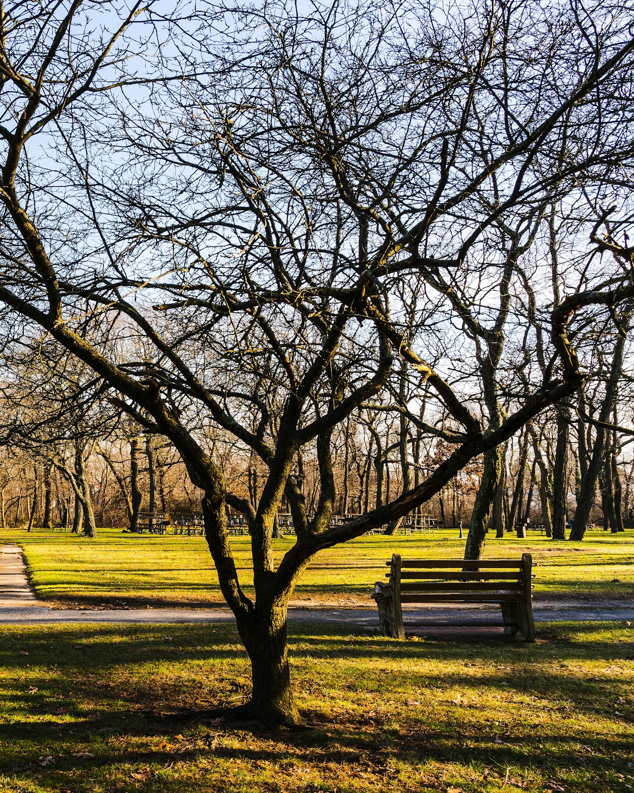 A wooden bench in a park | Source: Unsplash